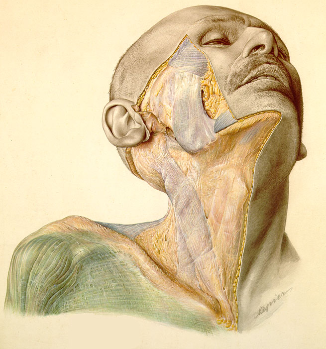 Edward Pernkopf Atlas illustration